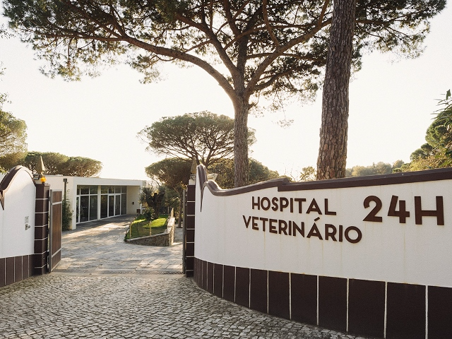 hospital
veterinário
cão
gato


